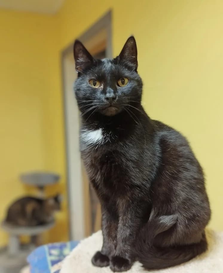 Adele, Mixed Breed (MTÜ Saaremaa Lemmikloomade Turvakodu)