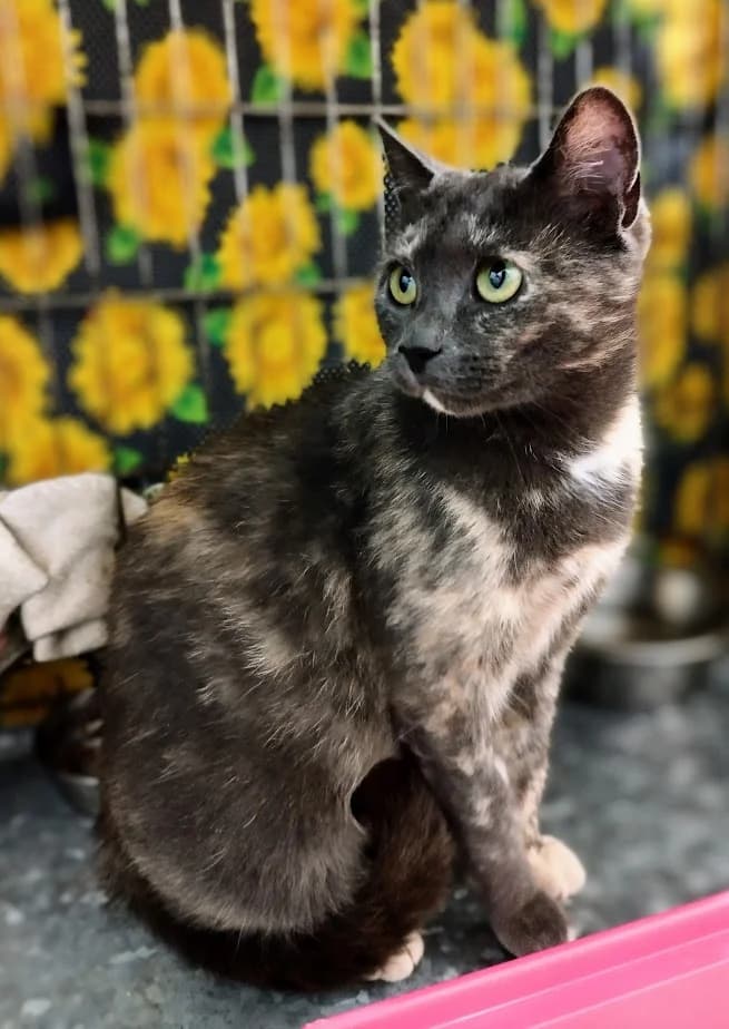 Marie, Mixed Breed (MTÜ Saaremaa Lemmikloomade Turvakodu)
