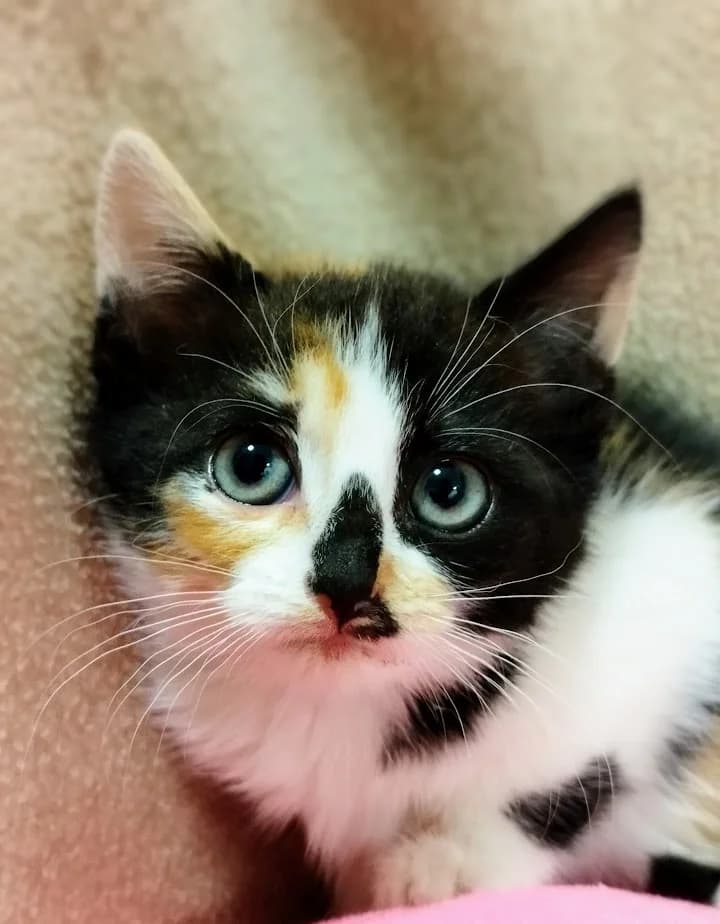 Tiisu, Mixed Breed (MTÜ Saaremaa Lemmikloomade Turvakodu)