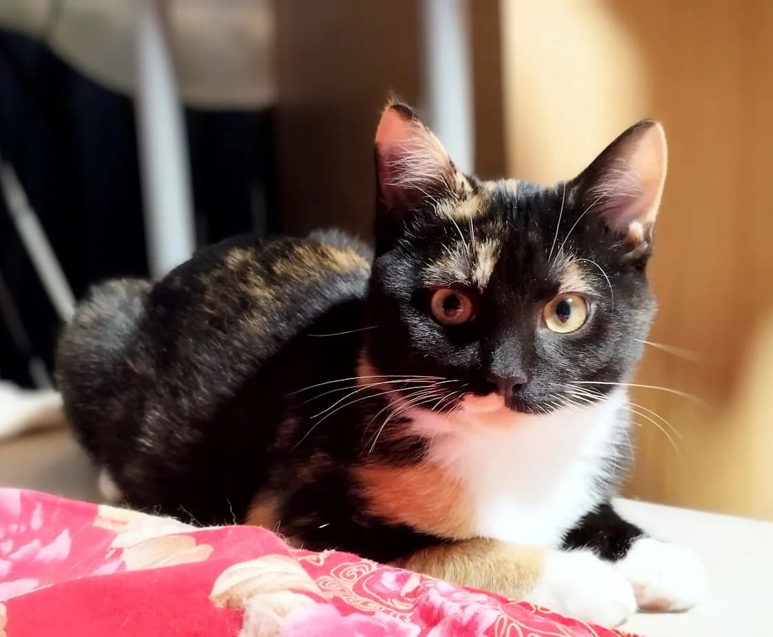Tessa, Mixed Breed (MTÜ Saaremaa Lemmikloomade Turvakodu)