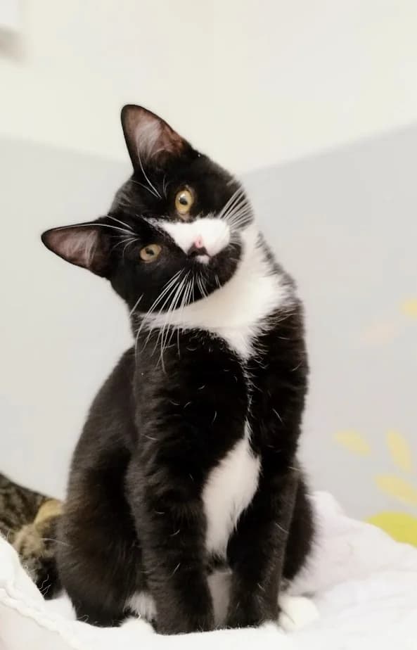 Nurr, Mixed Breed (MTÜ Saaremaa Lemmikloomade Turvakodu)