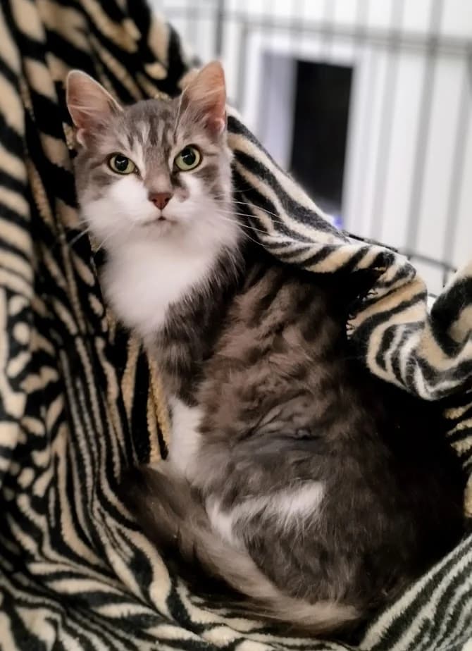 Belle, Mixed Breed (MTÜ Saaremaa Lemmikloomade Turvakodu)