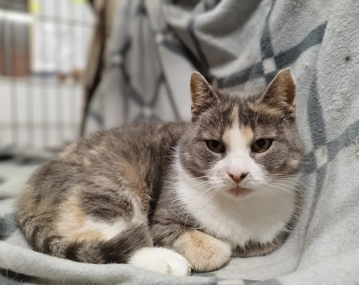 Ginny, Mixed Breed (MTÜ Saaremaa Lemmikloomade Turvakodu)