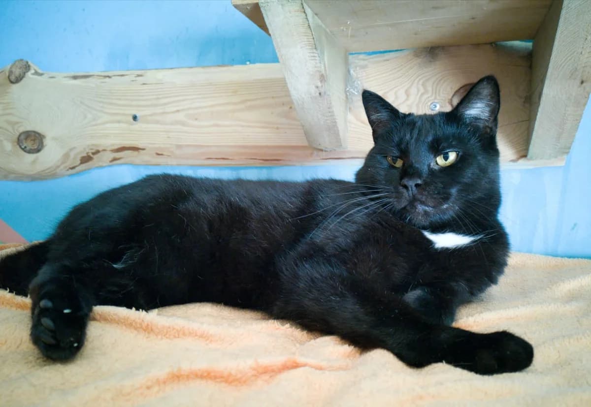 BlackJack, male senior Mixed Breed for adoption at MTÜ Saaremaa Lemmikloomade Turvakodu, Kuressaare