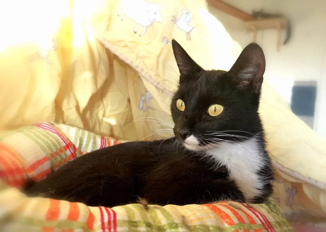 Mini, Mixed Breed (MTÜ Saaremaa Lemmikloomade Turvakodu)