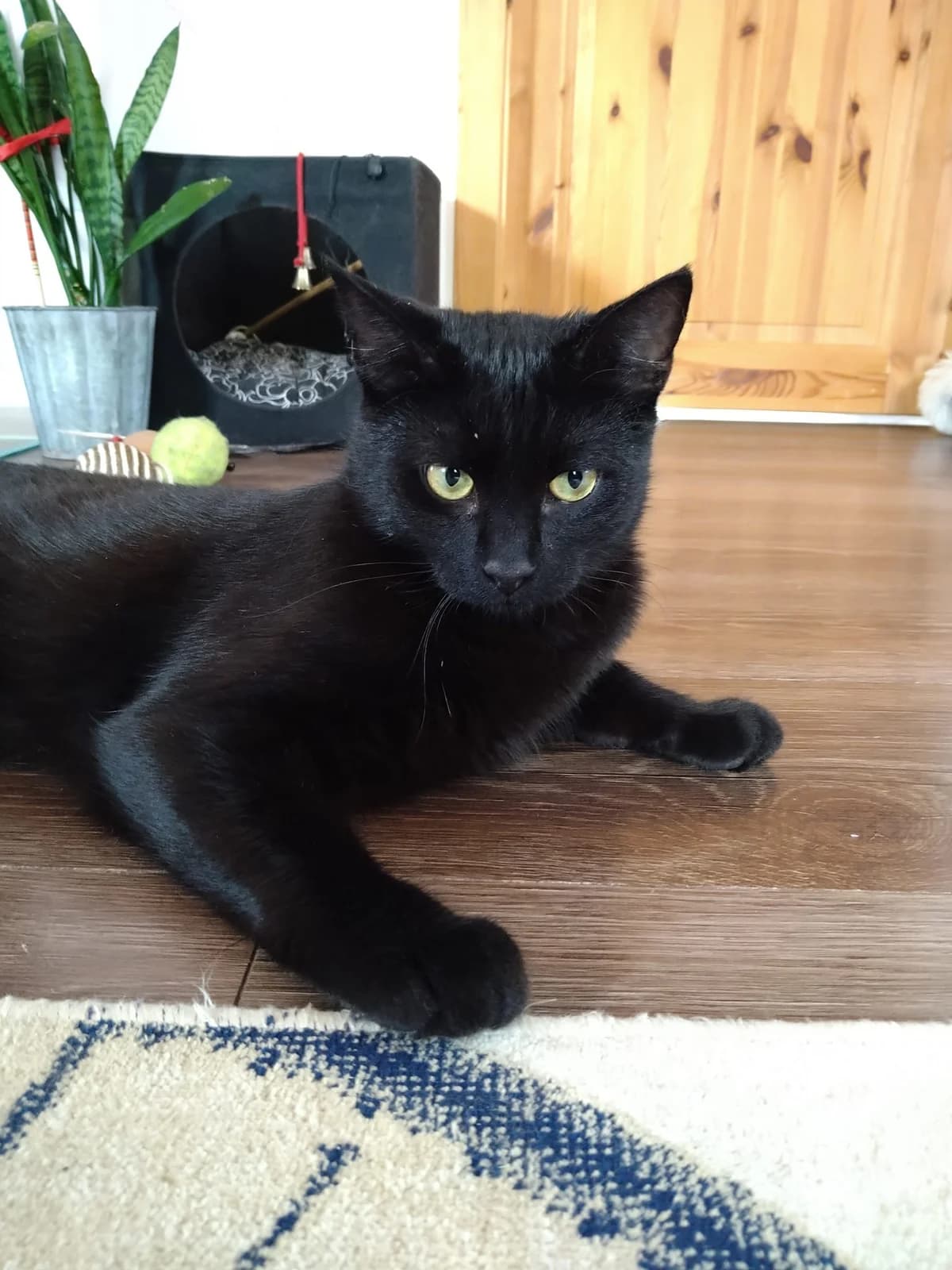 Noby, Mixed Breed (MTÜ Saaremaa Lemmikloomade Turvakodu)