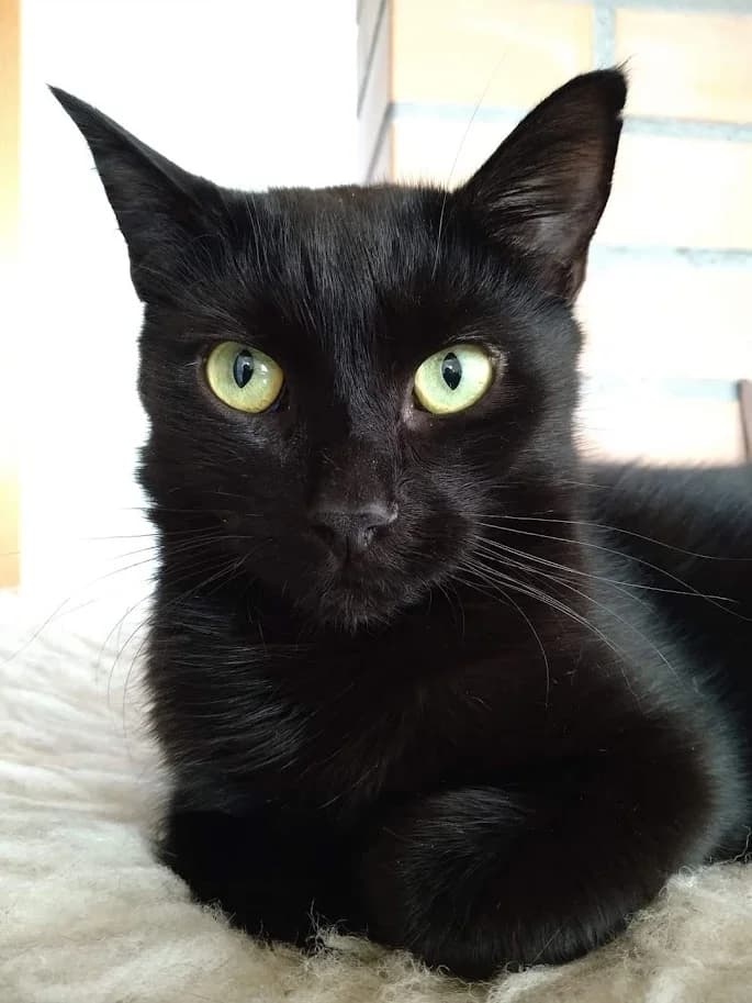 Doby, Mixed Breed (MTÜ Saaremaa Lemmikloomade Turvakodu)