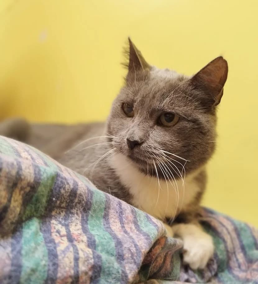 Hedvig, female 5yo Mixed Breed for adoption at MTÜ Saaremaa Lemmikloomade Turvakodu, Kuressaare