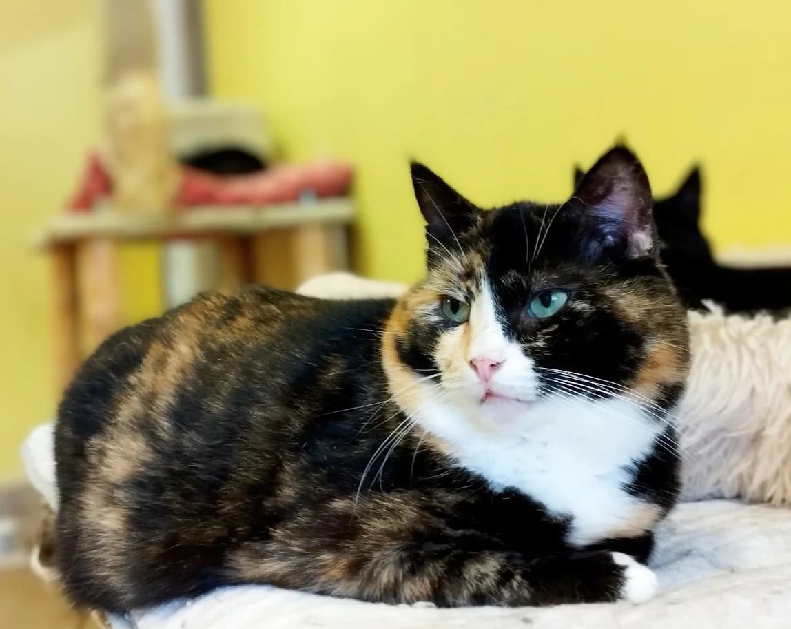 Hermi, female 5yo Mixed Breed for adoption at MTÜ Saaremaa Lemmikloomade Turvakodu, Kuressaare