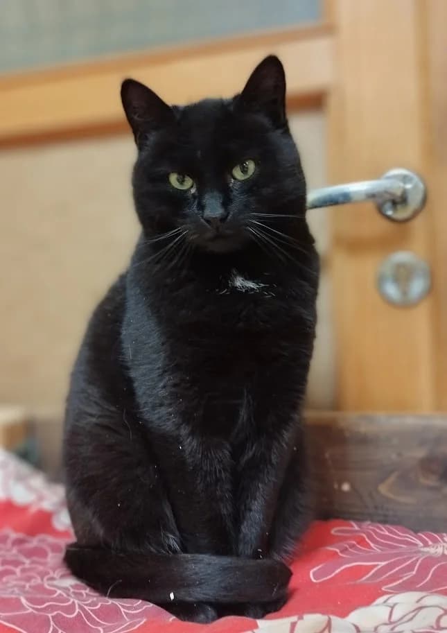 Mirren, female 5yo Mixed Breed for adoption at MTÜ Saaremaa Lemmikloomade Turvakodu, Kuressaare