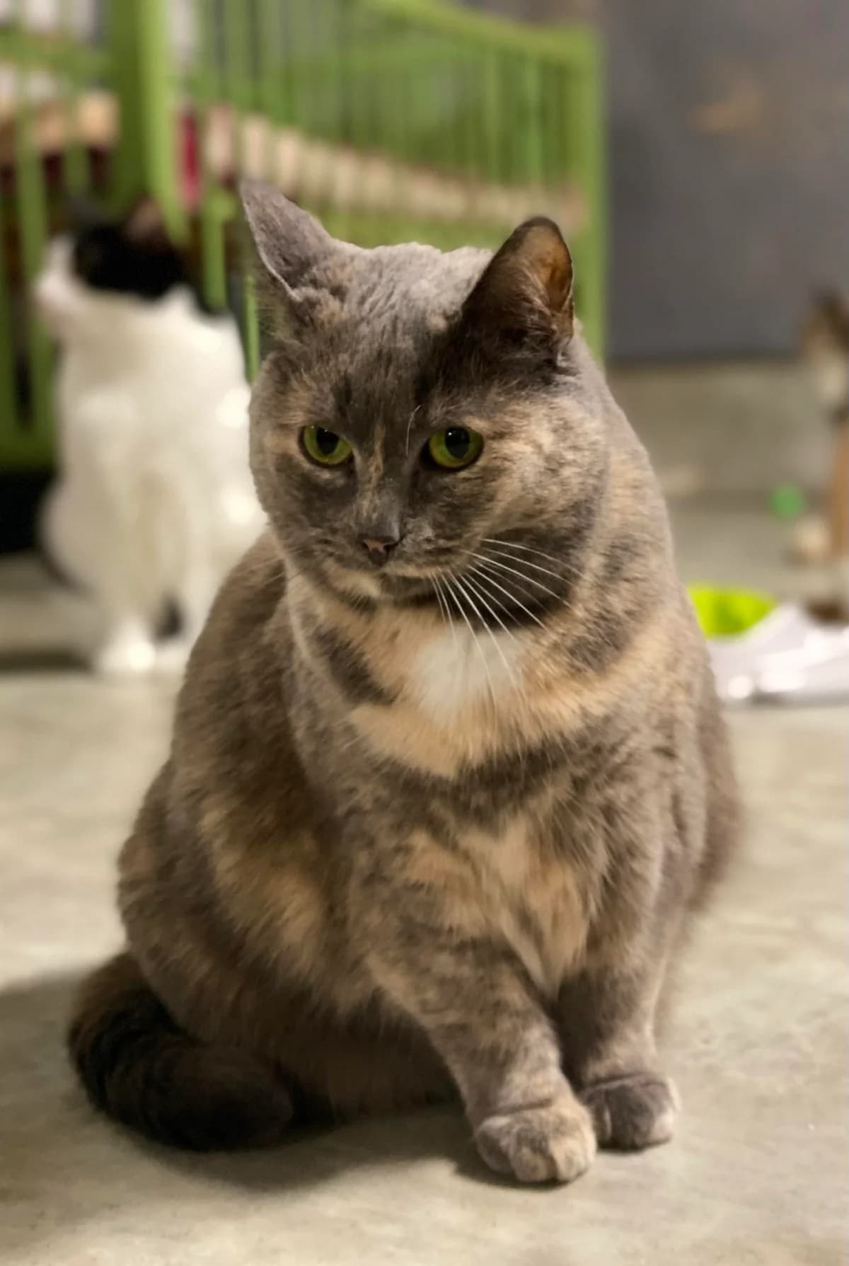 Sanna, female 5yo Mixed Breed for adoption at MTÜ Saaremaa Lemmikloomade Turvakodu, Kuressaare