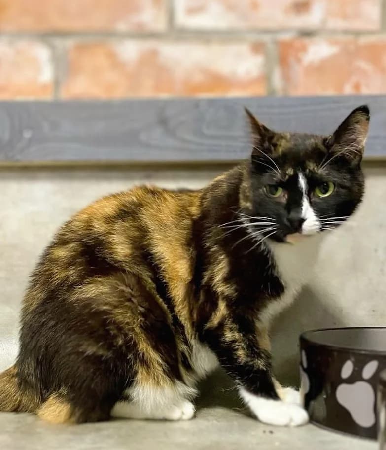 Tilde, Mixed Breed (MTÜ Saaremaa Lemmikloomade Turvakodu)