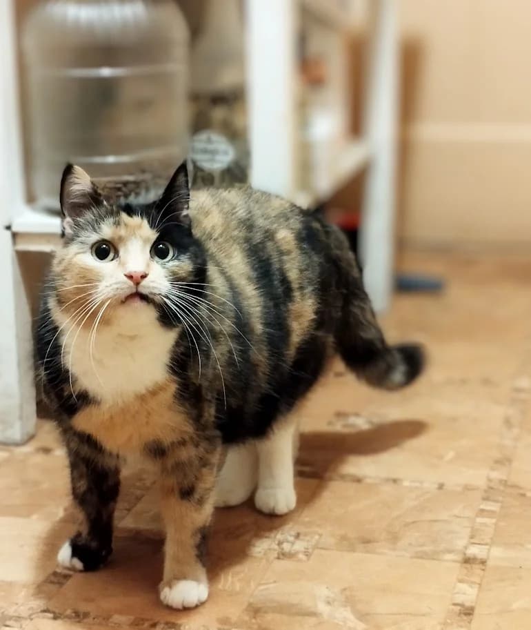 Etna, female 5yo Mixed Breed for adoption at MTÜ Saaremaa Lemmikloomade Turvakodu, Kuressaare