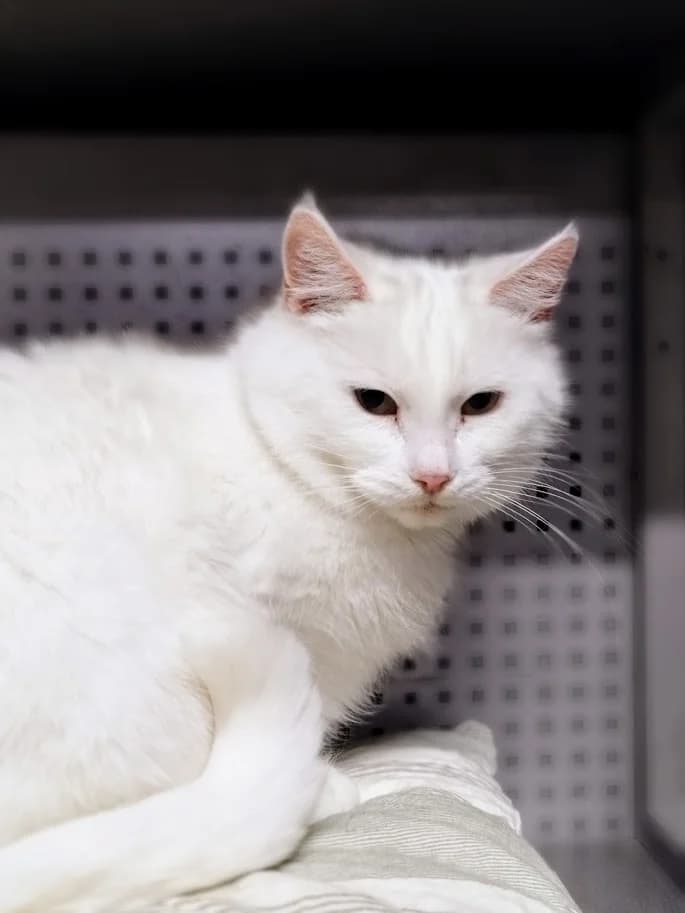 Olli, Mixed Breed (MTÜ Saaremaa Lemmikloomade Turvakodu)