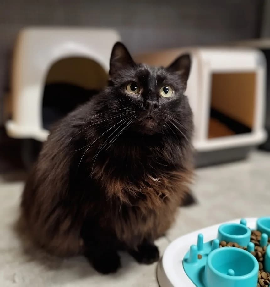 Faust, male 5yo Mixed Breed for adoption at MTÜ Saaremaa Lemmikloomade Turvakodu, Kuressaare