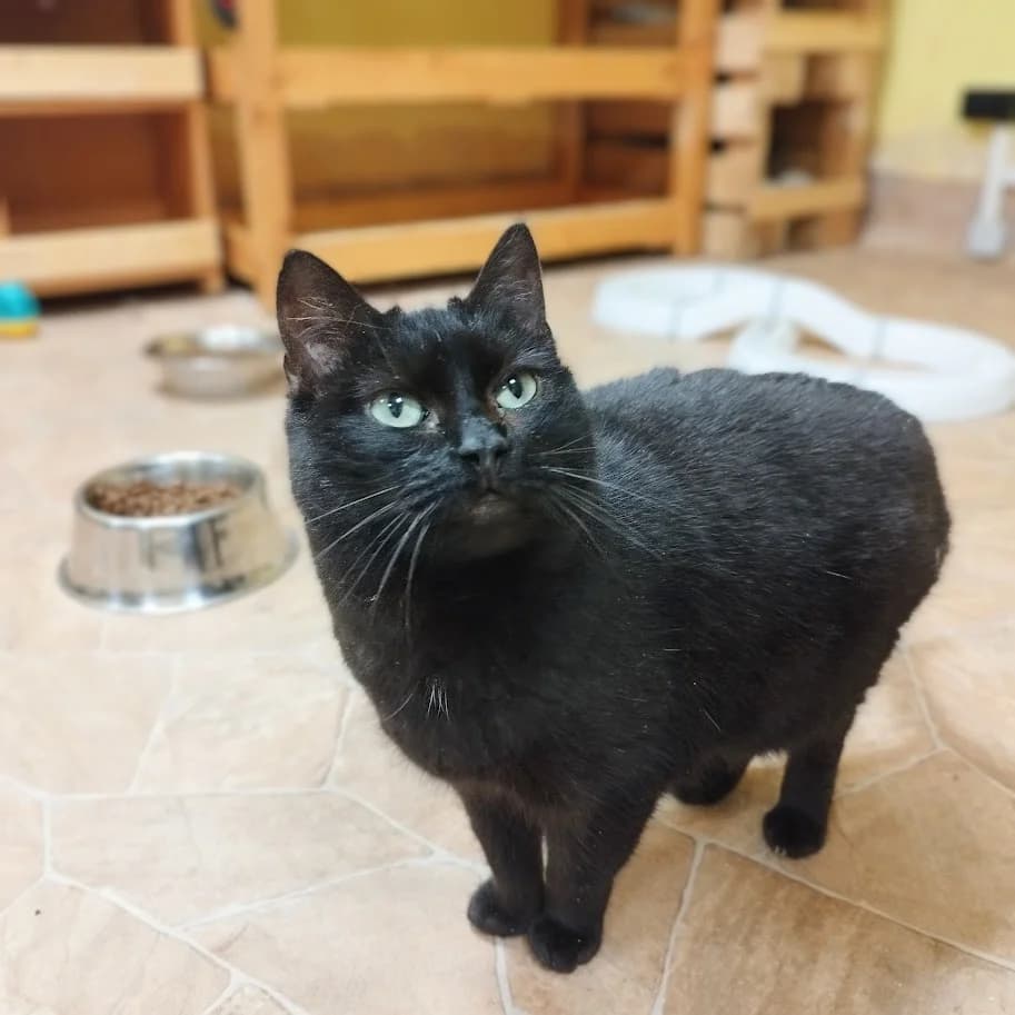 Sheba, female 6yo Mixed Breed for adoption at MTÜ Saaremaa Lemmikloomade Turvakodu, Kuressaare