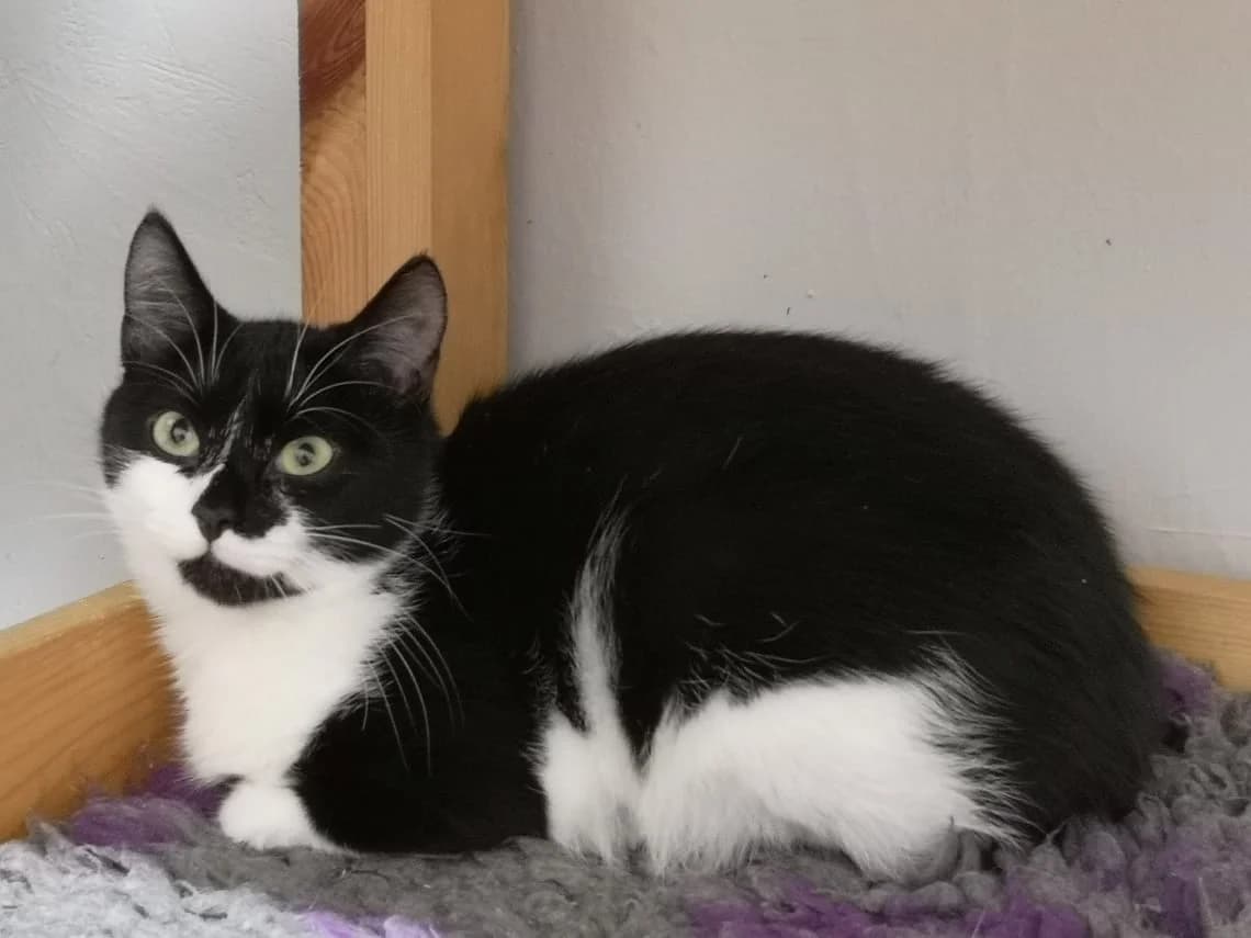 Kaia, female 6yo Mixed Breed for adoption at MTÜ Saaremaa Lemmikloomade Turvakodu, Kuressaare