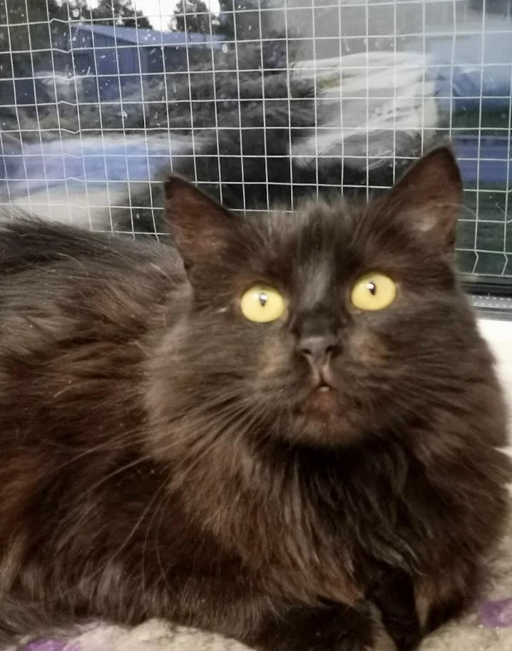 Bonny, female 6yo Mixed Breed for adoption at MTÜ Saaremaa Lemmikloomade Turvakodu, Kuressaare