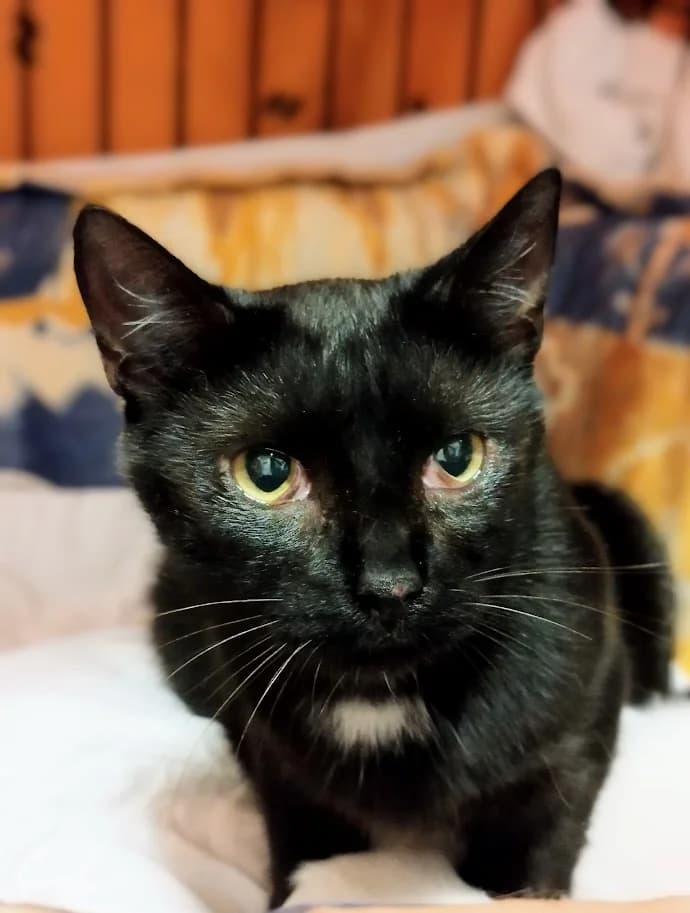 Luna, Mixed Breed (MTÜ Saaremaa Lemmikloomade Turvakodu)