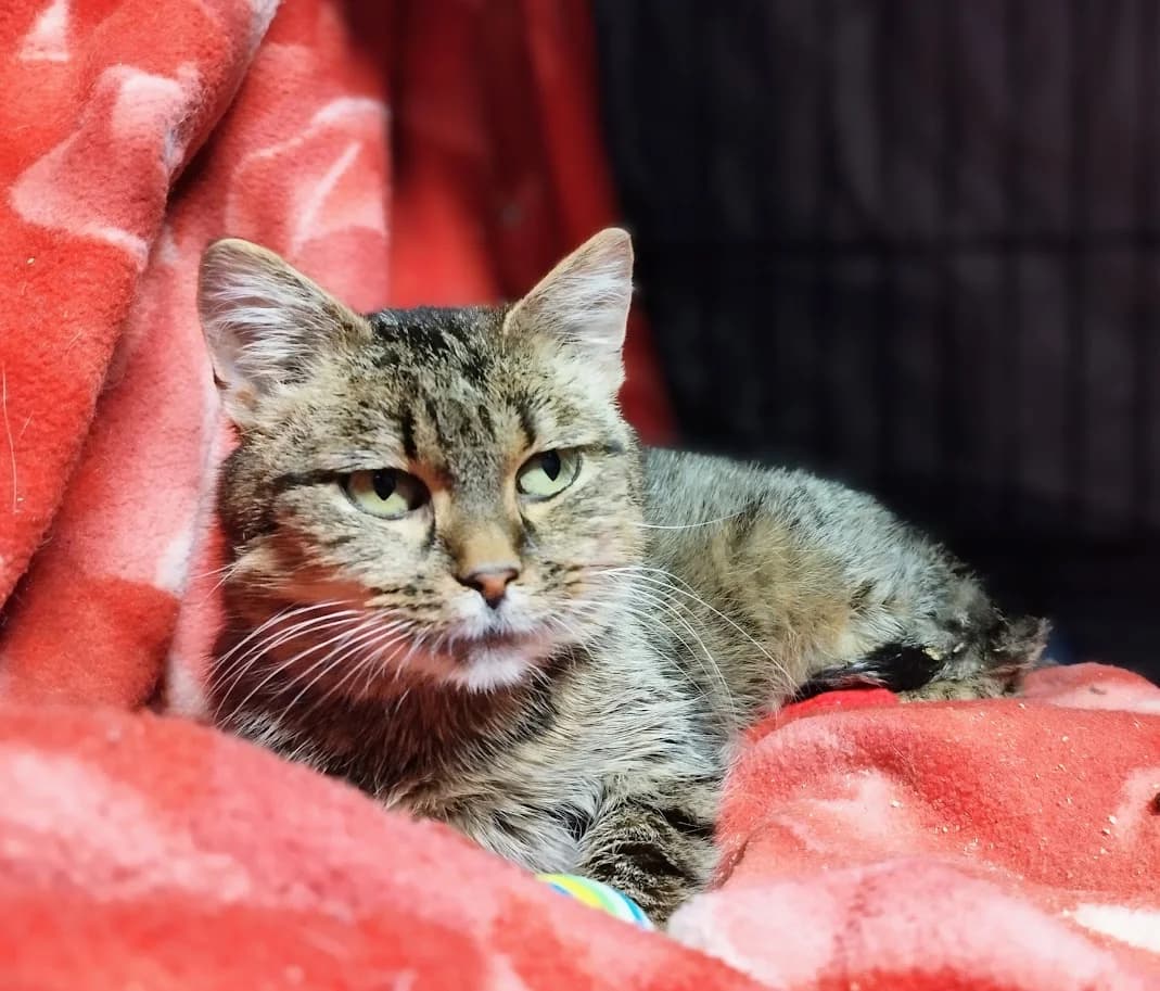 Kribu, Mixed Breed (MTÜ Saaremaa Lemmikloomade Turvakodu)