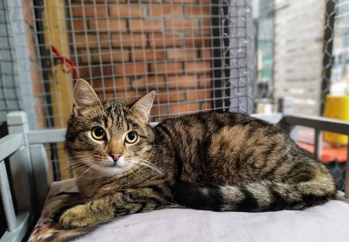 Vinku, Mixed Breed (MTÜ Saaremaa Lemmikloomade Turvakodu)