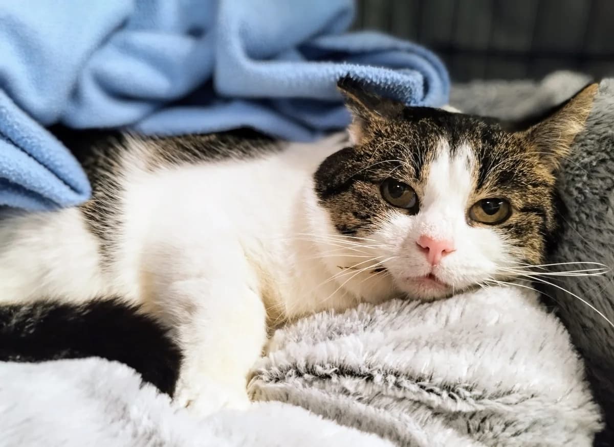 Robert, Mixed Breed (MTÜ Saaremaa Lemmikloomade Turvakodu)