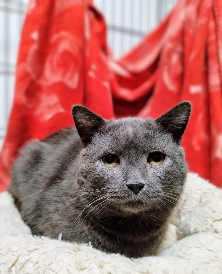 Silver, Mixed Breed (MTÜ Saaremaa Lemmikloomade Turvakodu)