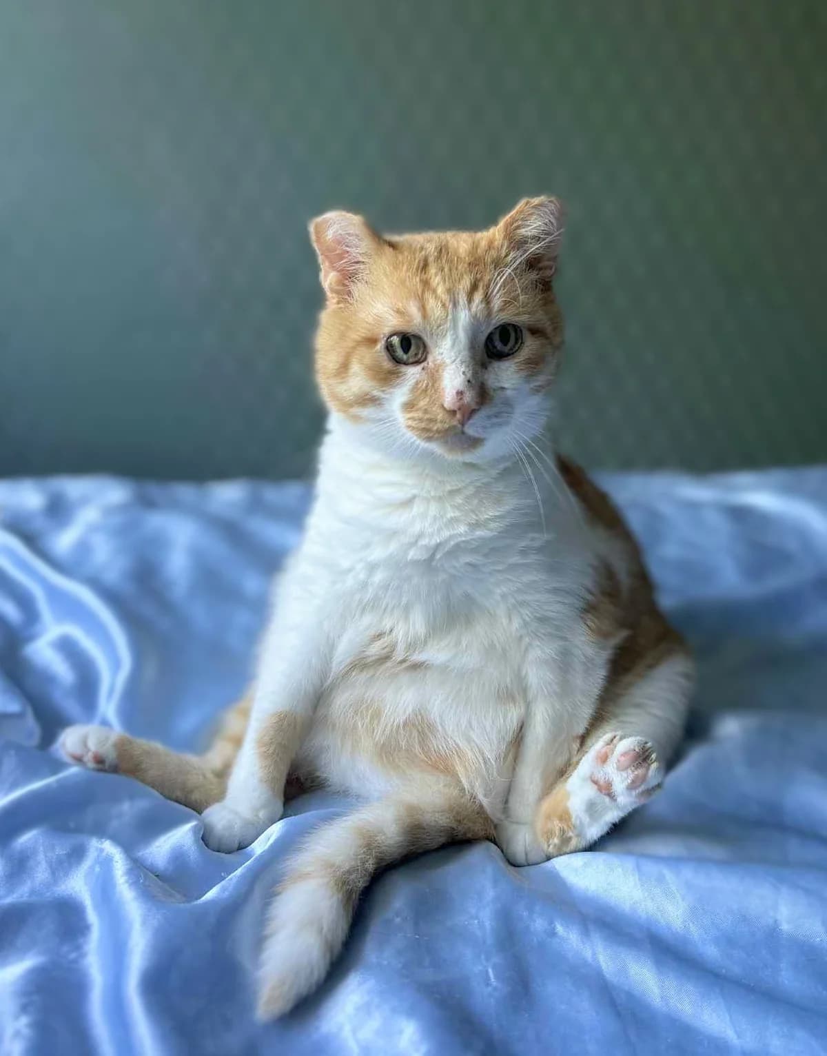 Ruuben, Mixed Breed (MTÜ Saaremaa Lemmikloomade Turvakodu)