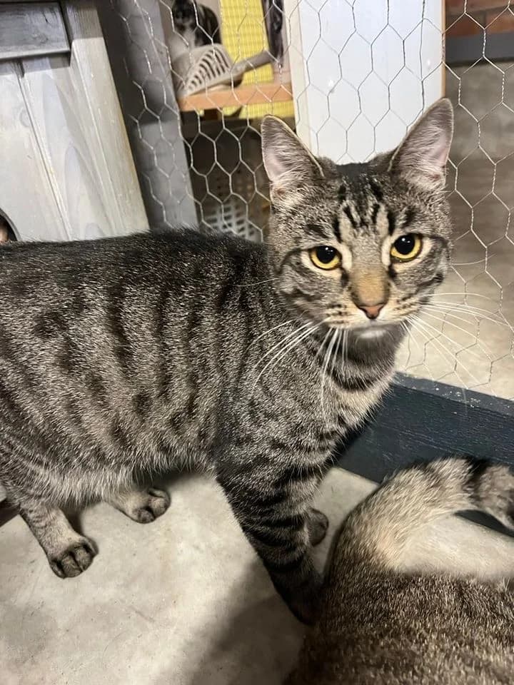 Ruudu, Mixed Breed (MTÜ Saaremaa Lemmikloomade Turvakodu)