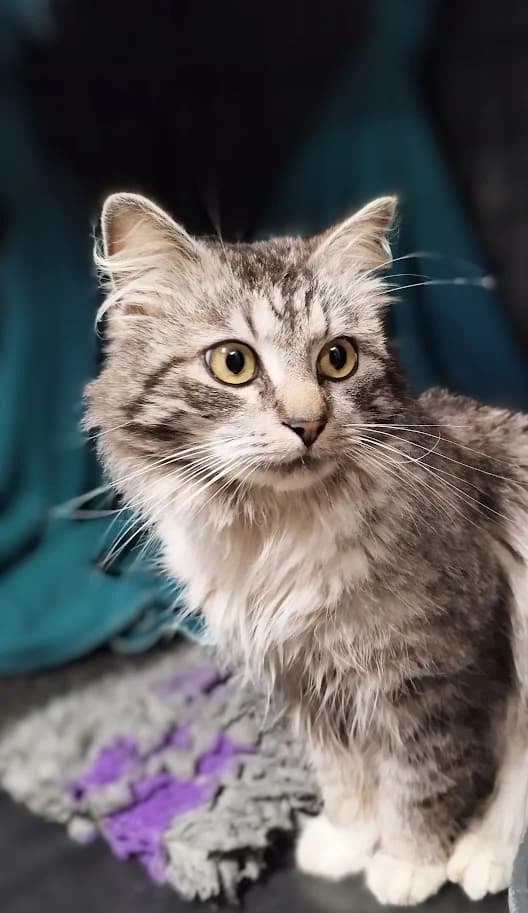 Sushi/Smokey, male young Mixed Breed for adoption at MTÜ Saaremaa Lemmikloomade Turvakodu, Kuressaare