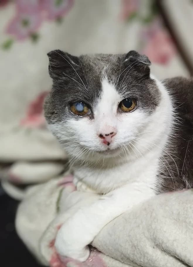 Senni, Mixed Breed (MTÜ Saaremaa Lemmikloomade Turvakodu)