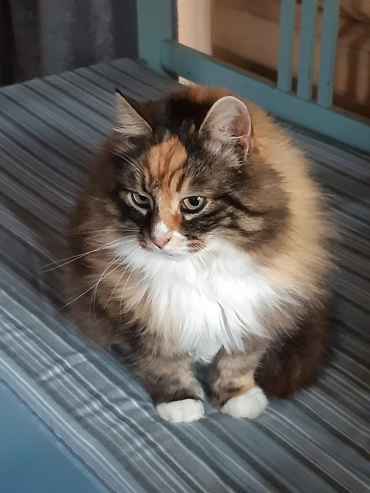 Kirju, Mixed Breed (MTÜ Saaremaa Lemmikloomade Turvakodu)