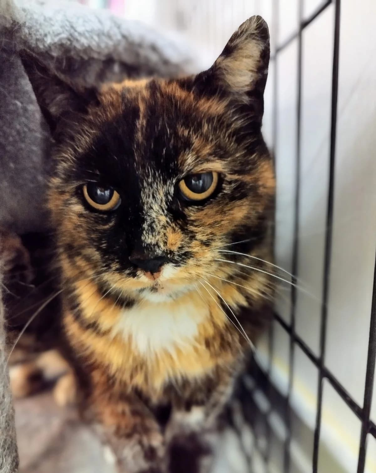 Mari, Mixed Breed (MTÜ Saaremaa Lemmikloomade Turvakodu)