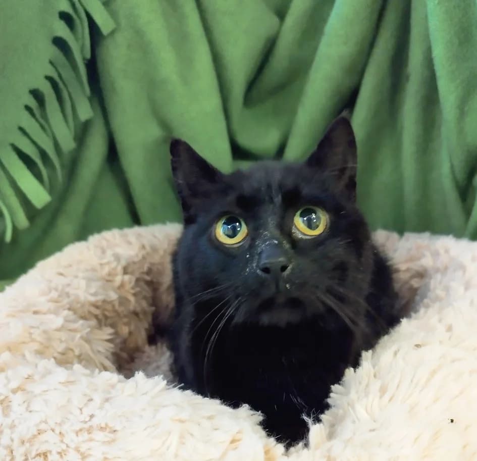 Herta, Mixed Breed (MTÜ Saaremaa Lemmikloomade Turvakodu)
