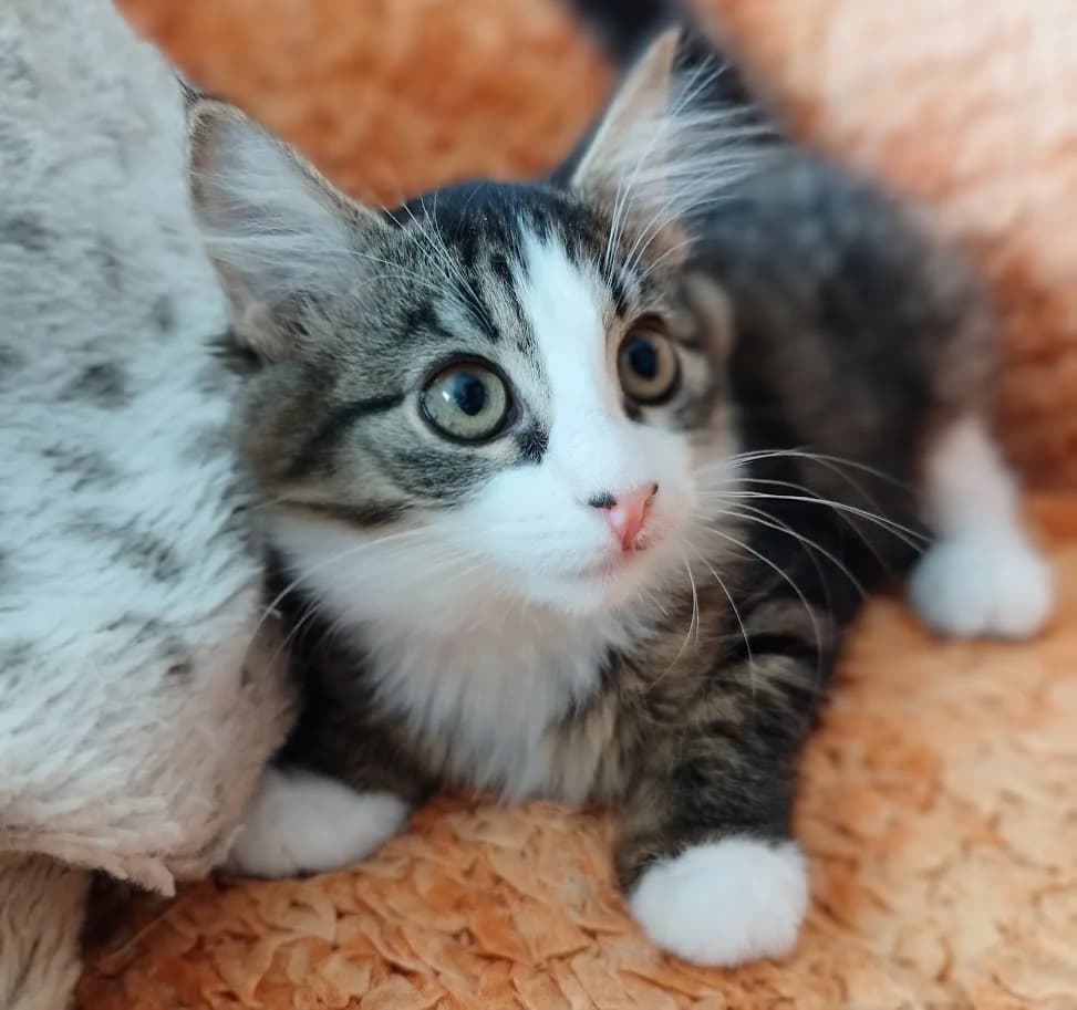 Marta, Mixed Breed (MTÜ Saaremaa Lemmikloomade Turvakodu)