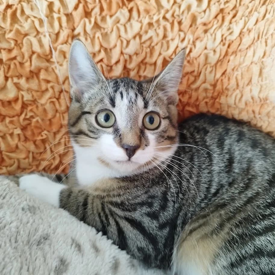 Matu, Mixed Breed (MTÜ Saaremaa Lemmikloomade Turvakodu)