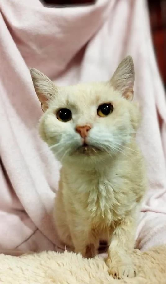 Delma, Mixed Breed (MTÜ Saaremaa Lemmikloomade Turvakodu)