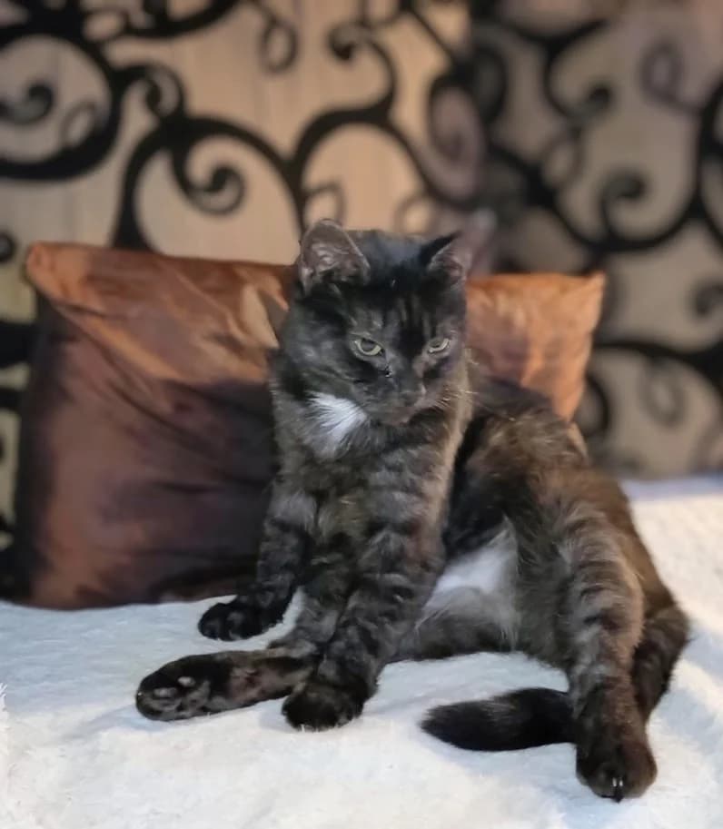 Miisu, Mixed Breed (MTÜ Saaremaa Lemmikloomade Turvakodu)