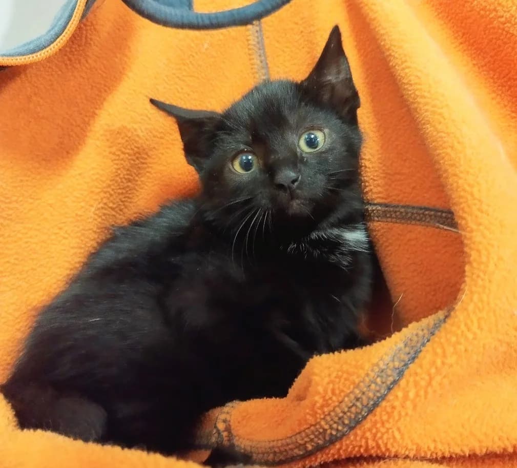 Pahapilli Tipsik, Mixed Breed (MTÜ Saaremaa Lemmikloomade Turvakodu)