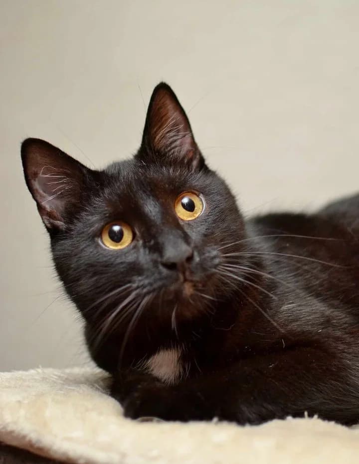 Murri, Mixed Breed (MTÜ Saaremaa Lemmikloomade Turvakodu)