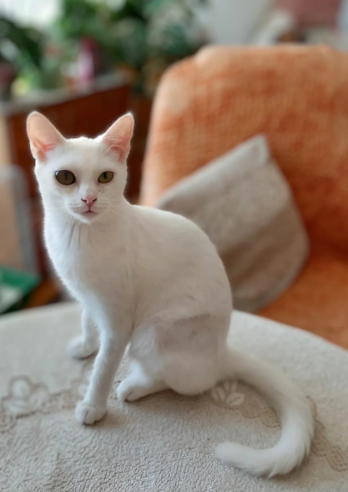 Lumilee, female young Mixed Breed for adoption at MTÜ Saaremaa Lemmikloomade Turvakodu, Kuressaare