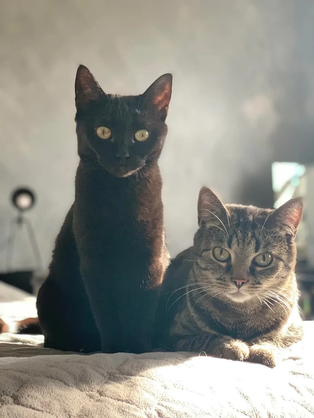 Reet, Mixed Breed (MTÜ Saaremaa Lemmikloomade Turvakodu)