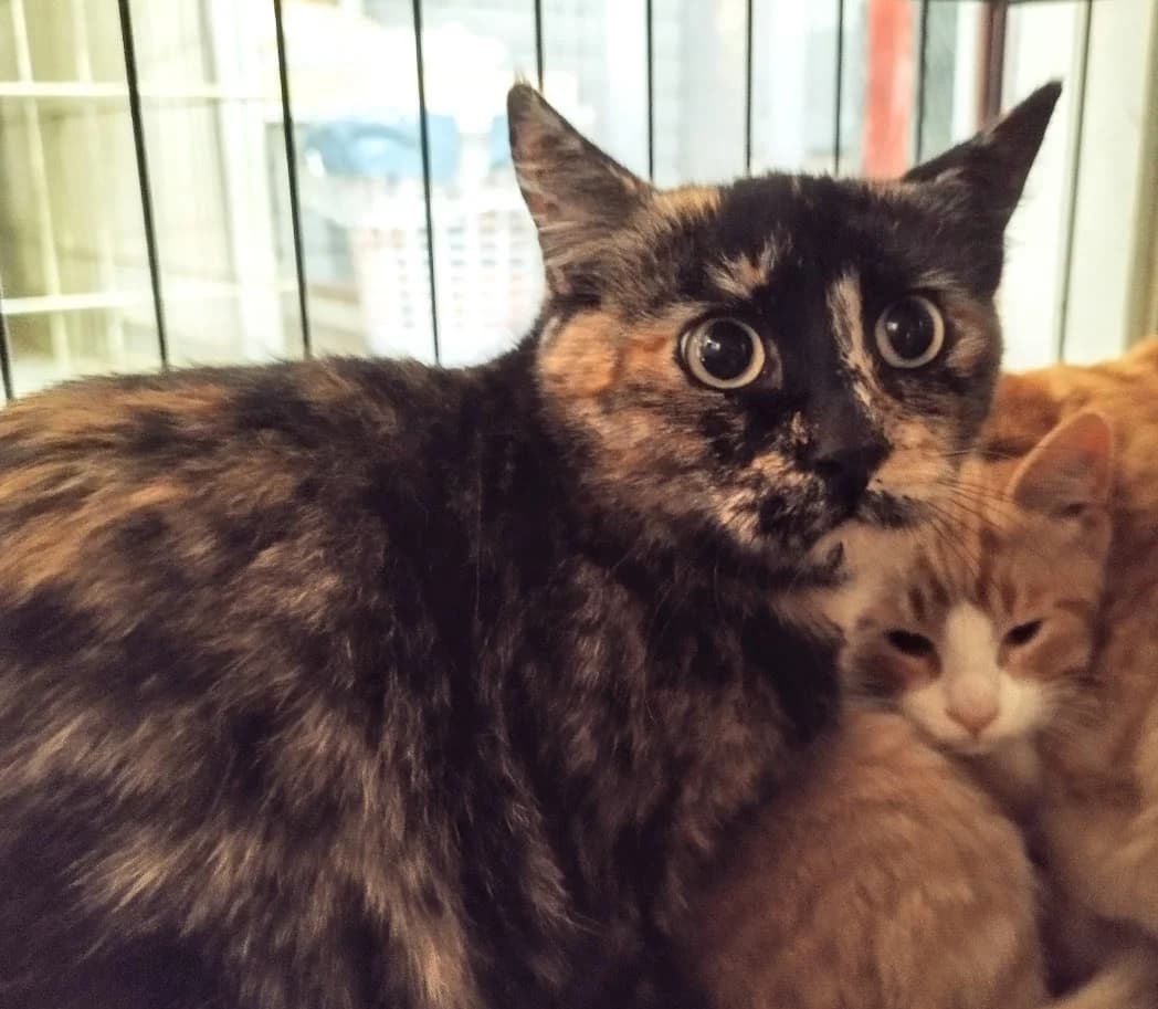 Meeri, Mixed Breed (MTÜ Saaremaa Lemmikloomade Turvakodu)