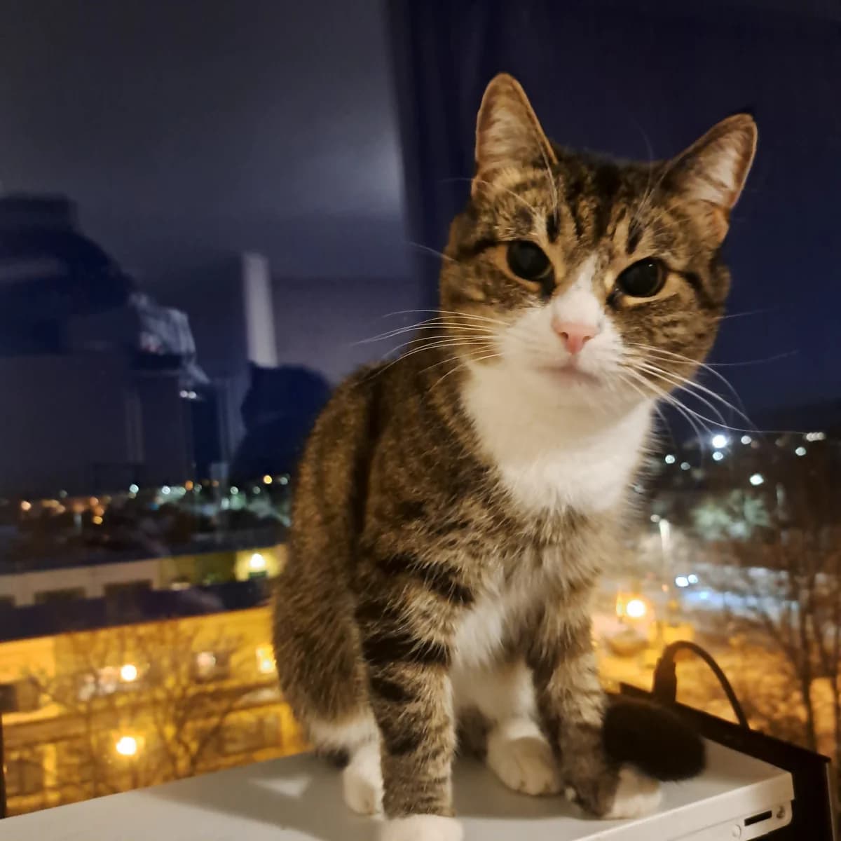 Charlotte, Mixed Breed (MTÜ Saaremaa Lemmikloomade Turvakodu)