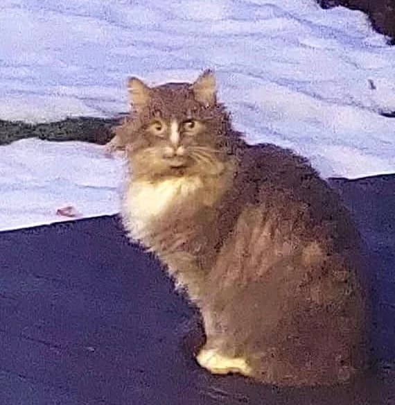 Leopold, Mixed Breed (MTÜ Saaremaa Lemmikloomade Turvakodu)