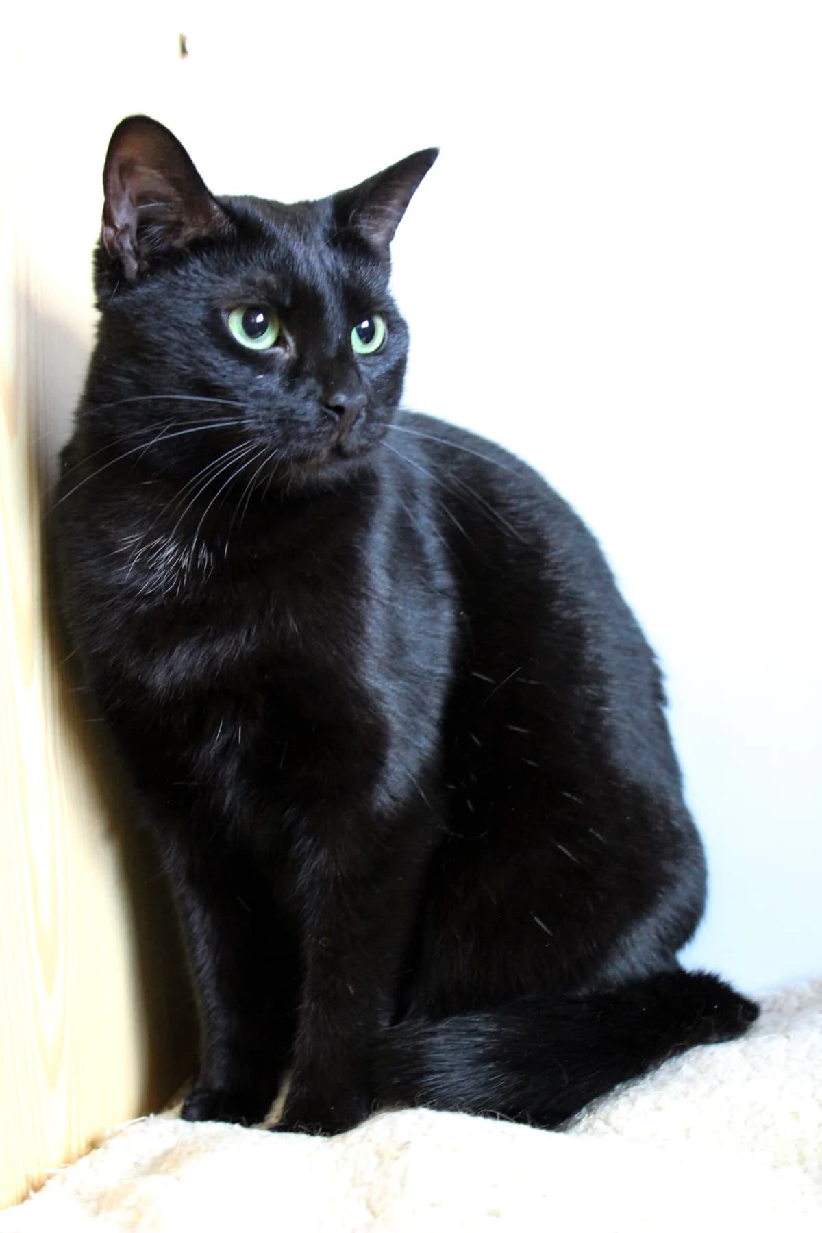 Halley, Mixed Breed (MTÜ Saaremaa Lemmikloomade Turvakodu)