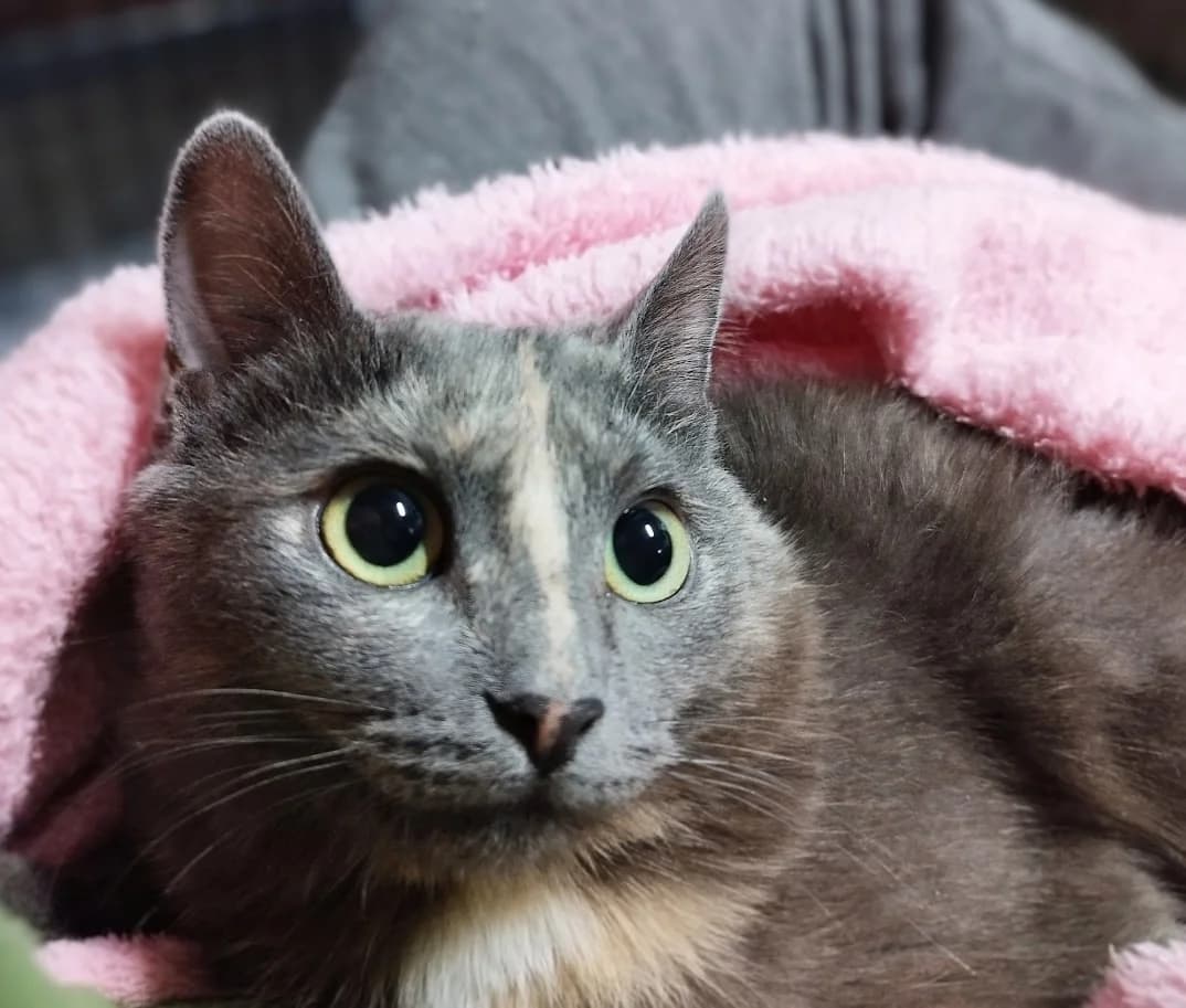 Greya, Mixed Breed (MTÜ Saaremaa Lemmikloomade Turvakodu)