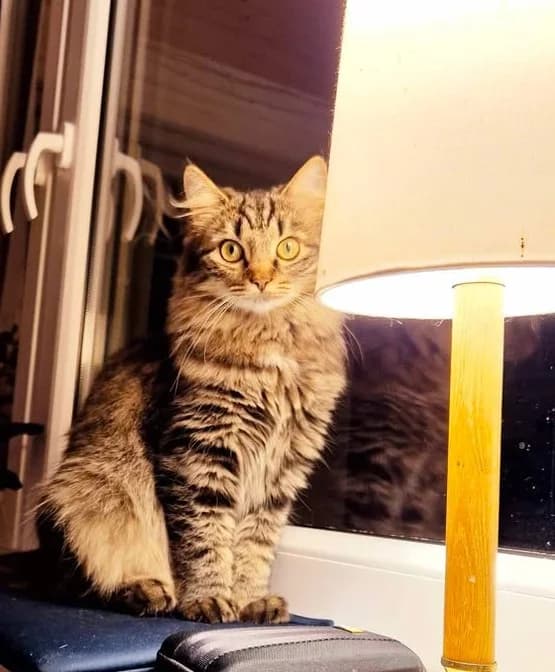 Triibu, Mixed Breed (MTÜ Saaremaa Lemmikloomade Turvakodu)