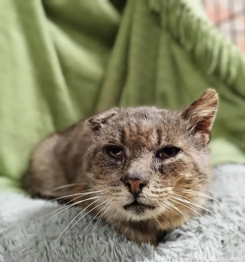 Vasja, Mixed Breed (MTÜ Saaremaa Lemmikloomade Turvakodu)