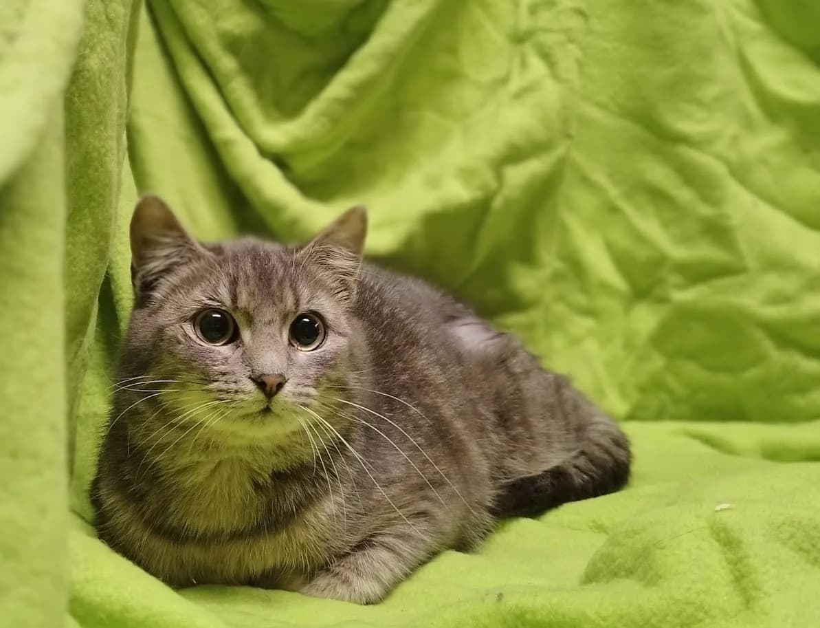 Pepper, Mixed Breed (MTÜ Saaremaa Lemmikloomade Turvakodu)